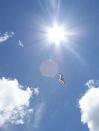 bird-1